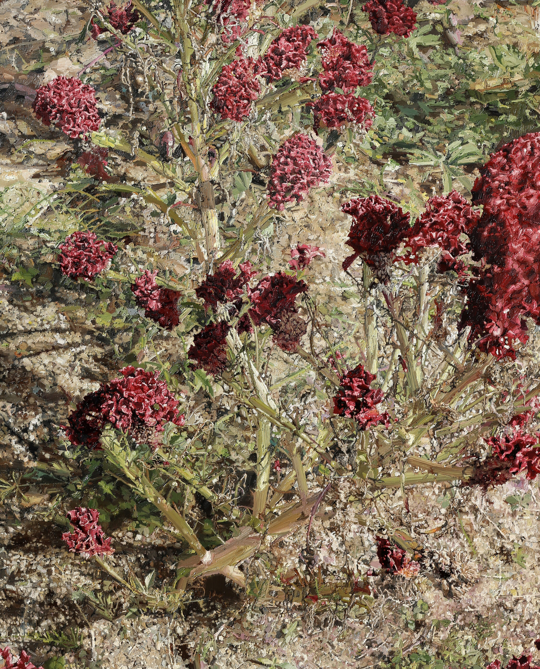 맨드라미, 2024, oil on canvas, 27.3×181.8cm